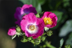 Rose 'Rosy Boom® Mini'