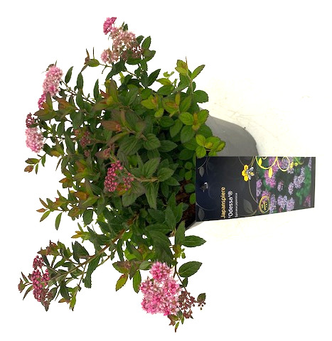 Rote Zwergspiere 'Odessa'®