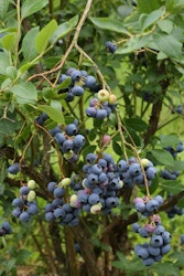 Heidelbeere 'Reka'® Fruchtbengel