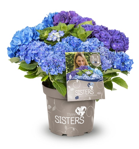 Dreifarbige Bauernhortensie 'Three Sisters'® Blau Bild