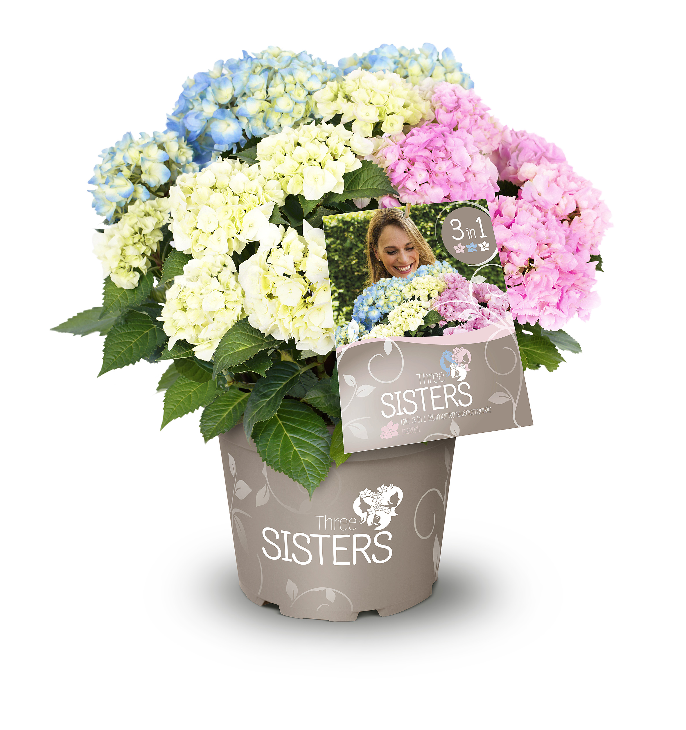 Dreifarbige Bauernhortensie 'Three Sisters'® Pastell