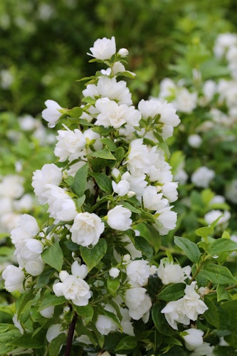 Fl'Aroma® Duftjasmin 'White Belle' Bild