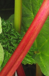 Rhabarber 'Canada Red' Fruchtbengel