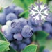 Heidelbeere Polar Fruits®Bild