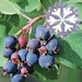 Felsenbirne Polar Fruits® Bild