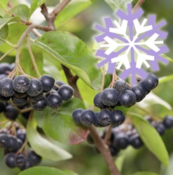 Apfelbeere 'Polar Fruits'®