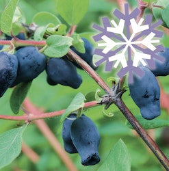 Sibirische Blaubeere Polar Fruits®