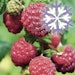 Himbeere Polar Fruits®Bild