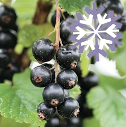 Schwarze Johannisbeere Polar Fruits®
