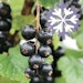 Schwarze Johannisbeere Polar Fruits®Bild