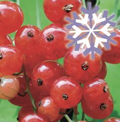 Rote Johannisbeere Polar Fruits®