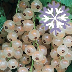 Weiße Johannisbeere Polar Fruits®