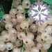 Weiße Johannisbeere Polar Fruits®Bild