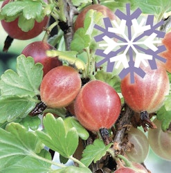 Rote Stachelbeere Polar Fruits®