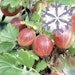 Rote Stachelbeere Polar Fruits®Bild