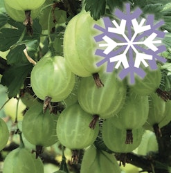Grüne Stachelbeere Polar Fruits®