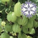Grüne Stachelbeere Polar Fruits®Bild