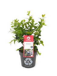 Heidelbeere 'Blue Dessert'® Fruchtbengel