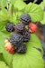 Schwarze Sommer-Himbeere 'Black Jewel' FruchtbengelBild