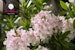 Zwerg-Rhododendron 'Bloombux'®-Kugel pinkBild