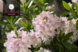 Zwerg-Rhododendron 'Bloombux'®-Kugel pink