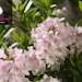 Zwerg-Rhododendron 'Bloombux'®-Kugel pinkBild