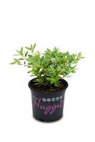 Zwerg-Rododdendron 'Bloombux'® Nugget magenta 5er Set
