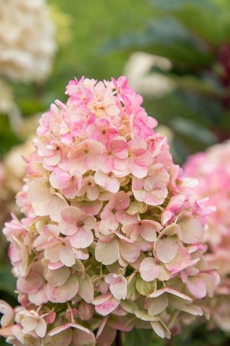 Rispenhortensie 'Living Little Blossom'® Bild