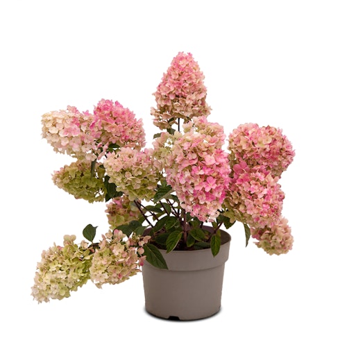 Rispenhortensie 'Living Little Blossom'® Bild