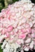 Rispenhortensie 'Living Pink & Rose'®Bild