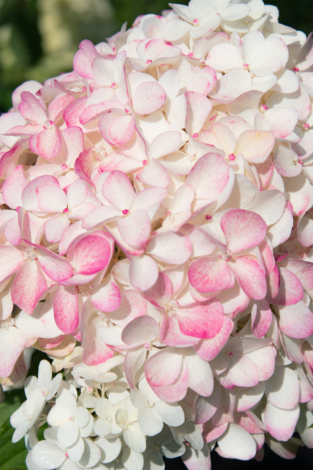 Rispenhortensie 'Living Pink & Rose'®