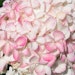 Rispenhortensie 'Living Pink & Rose'®