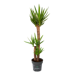 Yucca Tekehiko