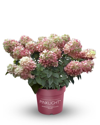 Rispenhortensie 'Pinklight'® Bild