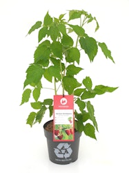 Himbeere 'Autumn Belle'® Fruchtbengel