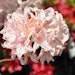 Großblumige Alpenrose 'Soir de Paris'Bild