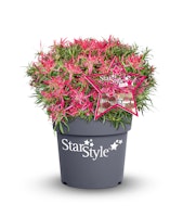 Japanische Azalee 'StarStyle'® pink