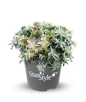 Japanische Azalee 'StarStyle'® weiß