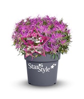 Japanische Azalee 'StarStyle'® lila