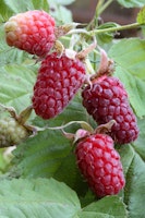 Dornlose Taybeere 'Buckingham Tayberry' ® Fruchtbengel