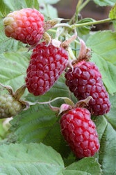 Dornlose Taybeere 'Buckingham Tayberry' ® Fruchtbengel