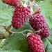 Dornlose Taybeere 'Buckingham Tayberry' ® FruchtbengelBild
