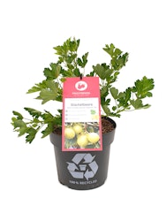 Rote Stachelbeere 'Lady Late® Easycrisp®' Fruchtbengel
