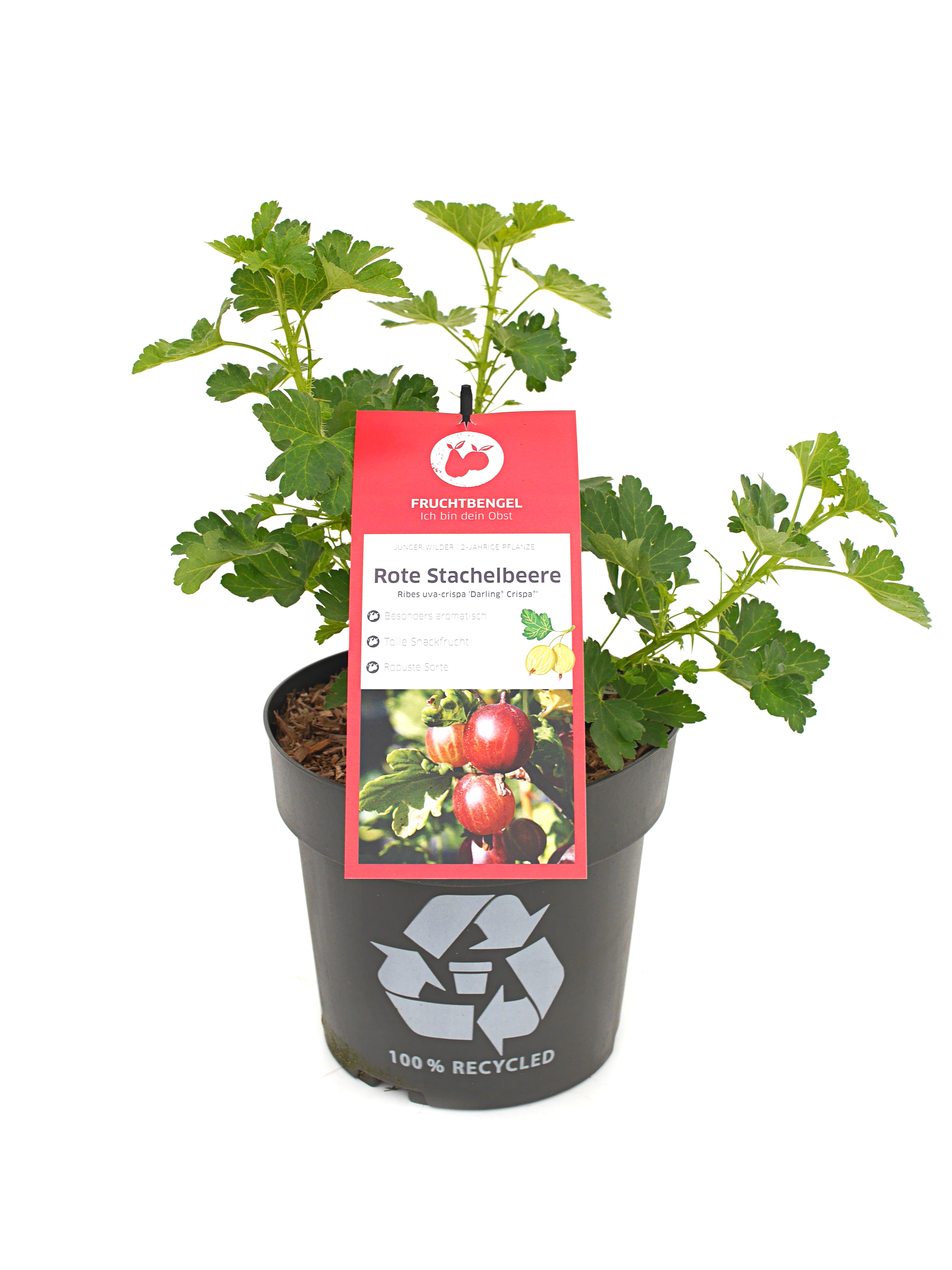 Rote Stachelbeere 'Darling® Crispa®' Fruchtbengel