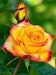 Rose 'Planters Punch®'Bild