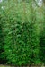 Malachit-Bambus 'Green Lion'® WonderwallBild