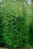 Malachit-Bambus 'Green Lion'® Wonderwall