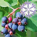 Obstgehölze und Obstbäume Obstgehölze und Obstbäume