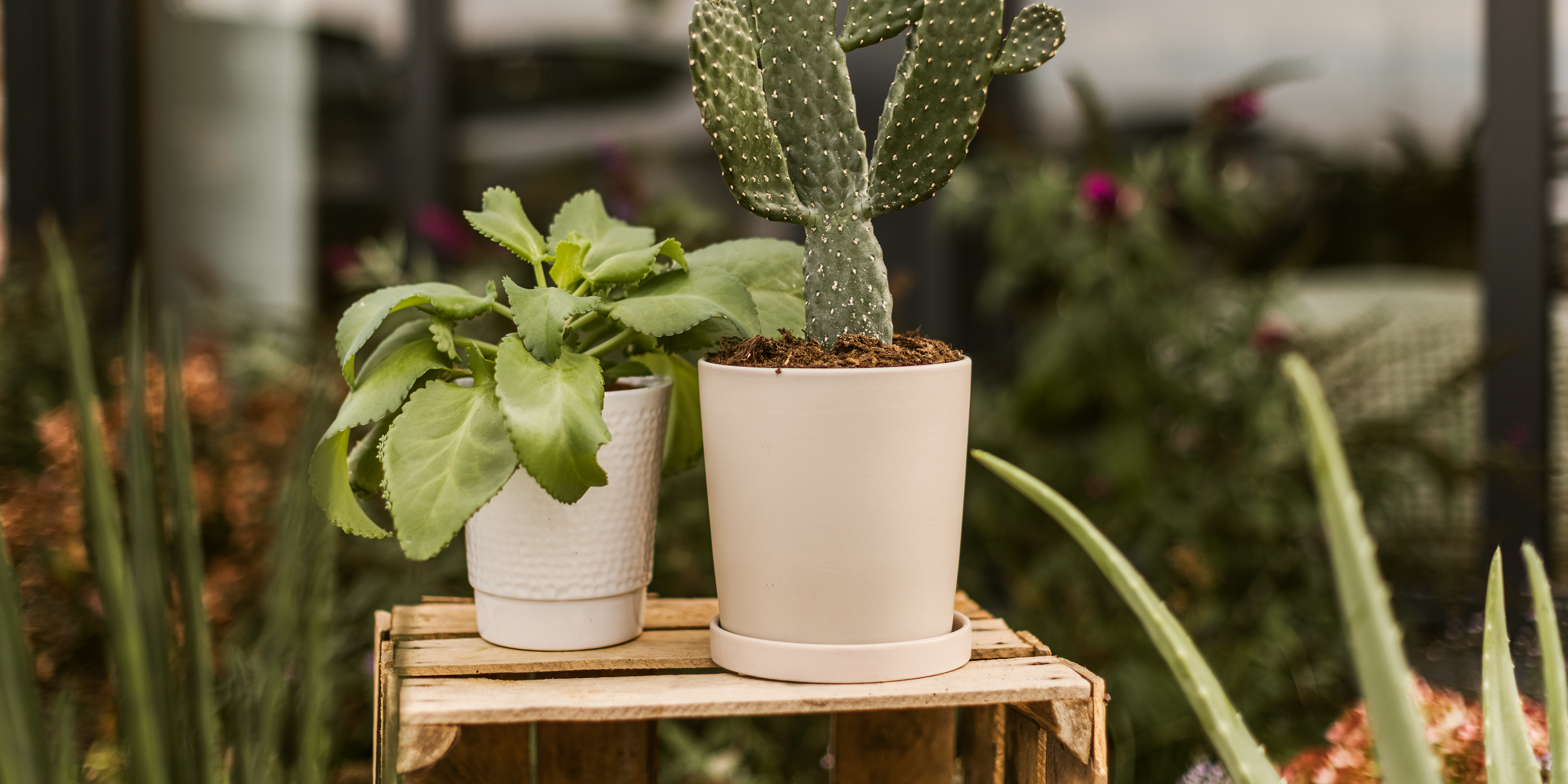 Vorschaubild Galerie Wikholm form Design Pflanzgefäß / Blumentopf Keramik creme ⌀ 14 x H 15 cm inkl. Untersetzer