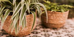 Plant Bowl Yva